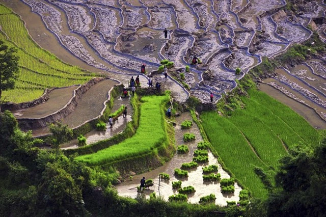  &nbsp;Nhộn nhịp ngày mùa ở Y Tý (Lào Cai) 