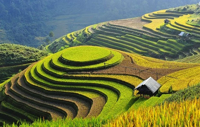  &nbsp;Lúa chín ở Mù Căng Chải (Yên Bái) 