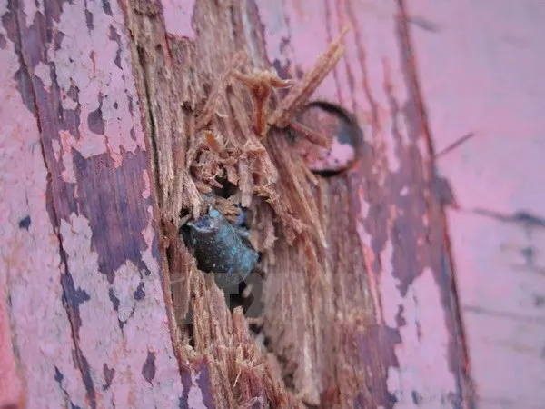 Bộ Ngoại giao lên tiếng vụ ngư dân bị bắn chết ảnh 1