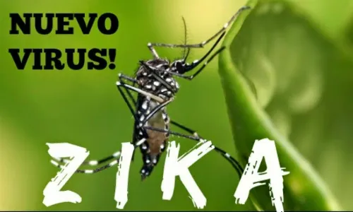 Muỗi Aedes truyềnVirus Zika. Ảnh: CYTDP virus-gay-nho-nao-do-muoi-truyen-dang-gia-tang