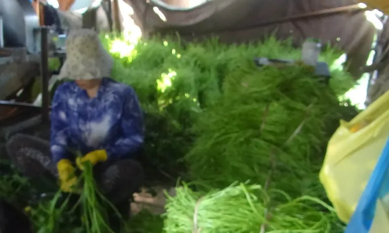 Người ngâm hóa chất làm xanh rau muống đã 'biến mất' ảnh 1