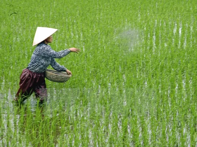 Cảnh báo về việc nông dân dùng xi măng bón cho lúa ảnh 1