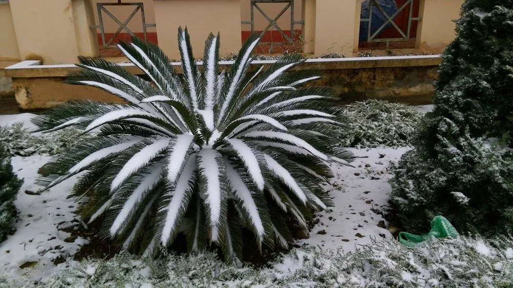 Nhiều nơi ở miền Bắc chìm trong băng tuyết lịch sử âm 6-8 độ C ảnh 18