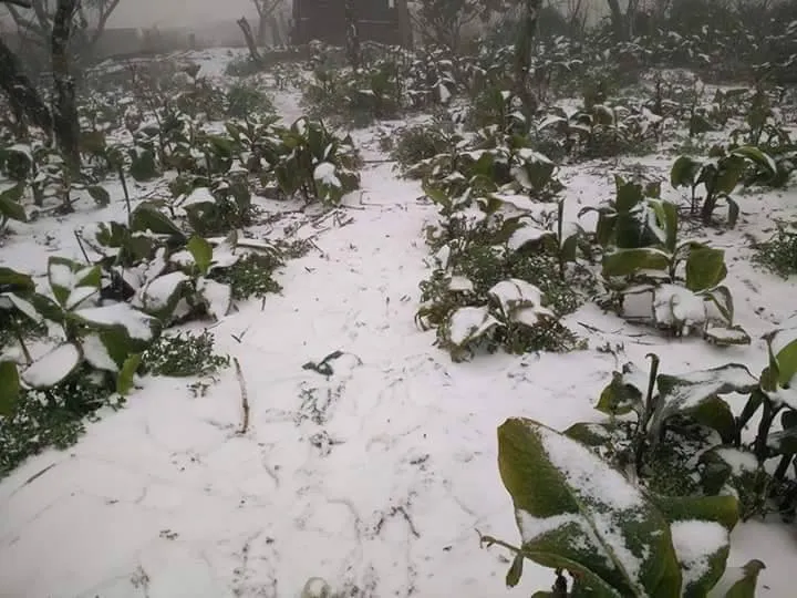 Nhiều nơi ở miền Bắc chìm trong băng tuyết lịch sử âm 6-8 độ C ảnh 15