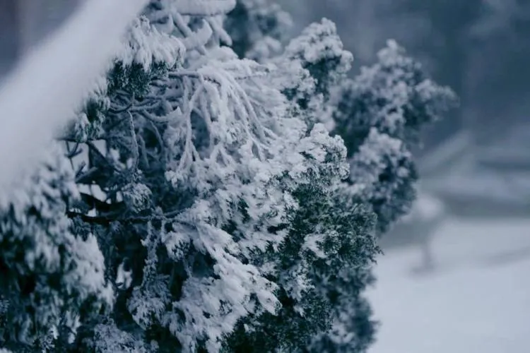 Nhiều nơi ở miền Bắc chìm trong băng tuyết lịch sử âm 6-8 độ C ảnh 5