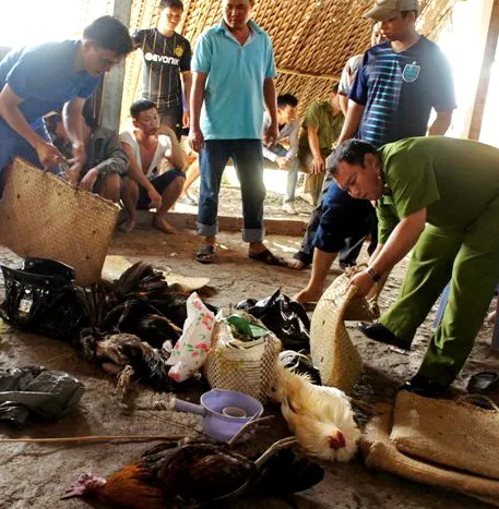 Triệt phá trường gà miệt vườn, thu giữ 800 triệu đồng tiền mặt ảnh 1 Triệt phá trường gà miệt vườn, thu giữ 800 triệu đồng tiền mặt ảnh 1