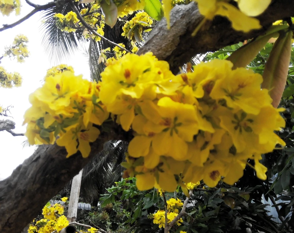  Từng chùm hoa mọc ra từ thân... 