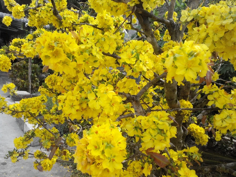 'Lão mai' 100 tuổi, cuồn cuộn nở hoa từ thân, cành ảnh 7