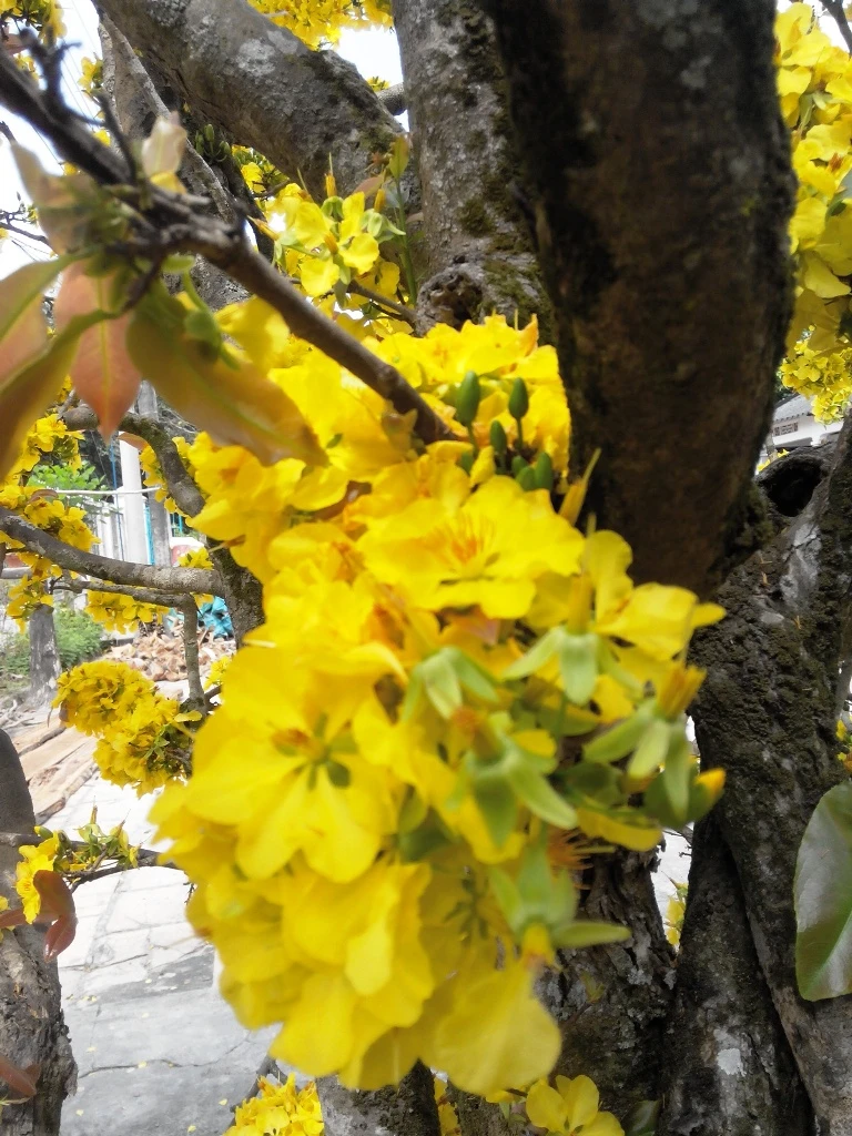 'Lão mai' 100 tuổi, cuồn cuộn nở hoa từ thân, cành ảnh 10