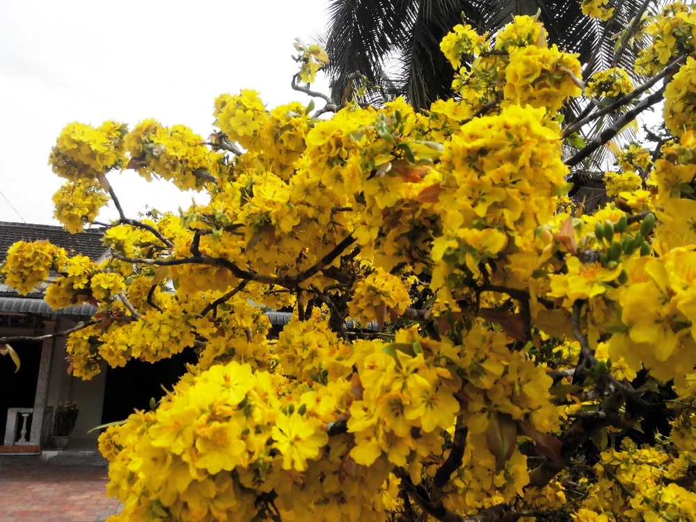  Hoa nở cuồn cuộn trên các cành, thân... không thấy lá và cành 