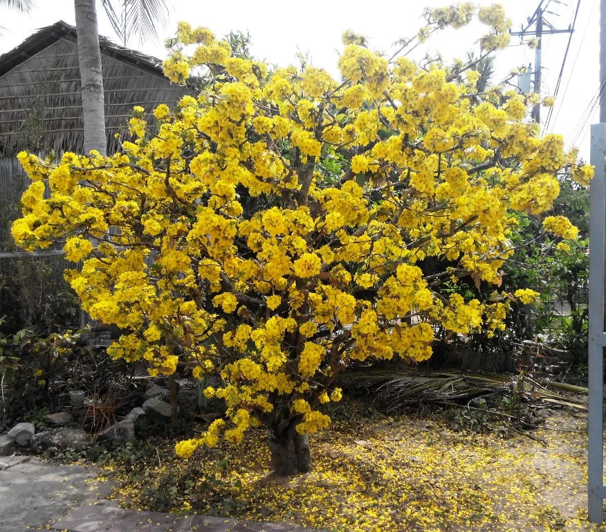  Cây mai gần 100 tuổi của bà Hoa vẫn còn sung sức bung nở vàng rực 