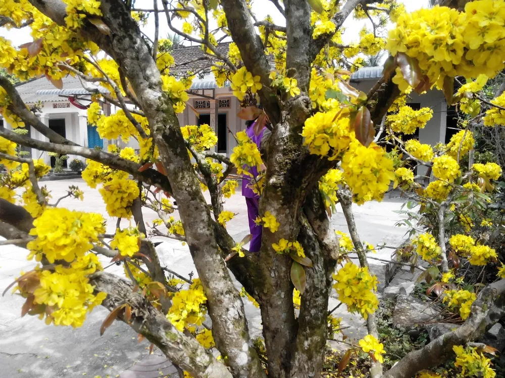 'Lão mai' 100 tuổi, cuồn cuộn nở hoa từ thân, cành ảnh 3