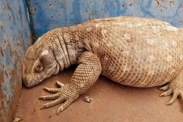 Bị ép tập thể dục giảm cân, thằn lằn béo ú quyết định... đào tẩu ảnh 1