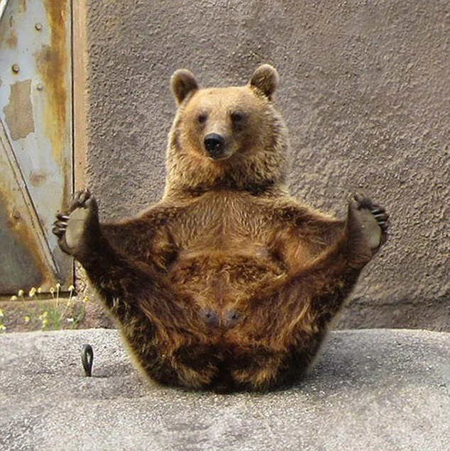 Cùng thư giãn với những động tác yoga 'siêu chuẩn' của loài vật ảnh 10