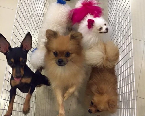 Khóc ròng vì 13 con thú cưng bị giết trong đêm ảnh 2