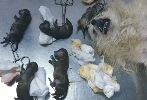 Khóc ròng vì 13 con thú cưng bị giết trong đêm ảnh 3