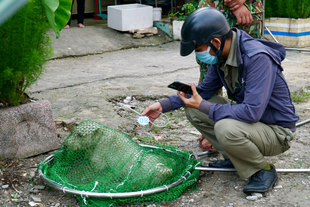 Mỗi khi bắt được chó sẽ đánh dấu số thứ tự của chó, ghi chép lại địa điểm bắt… Sau khi bắt chó thả rông được đem về UBND phường tạm giữ. Ảnh: HUỲNH THƠ