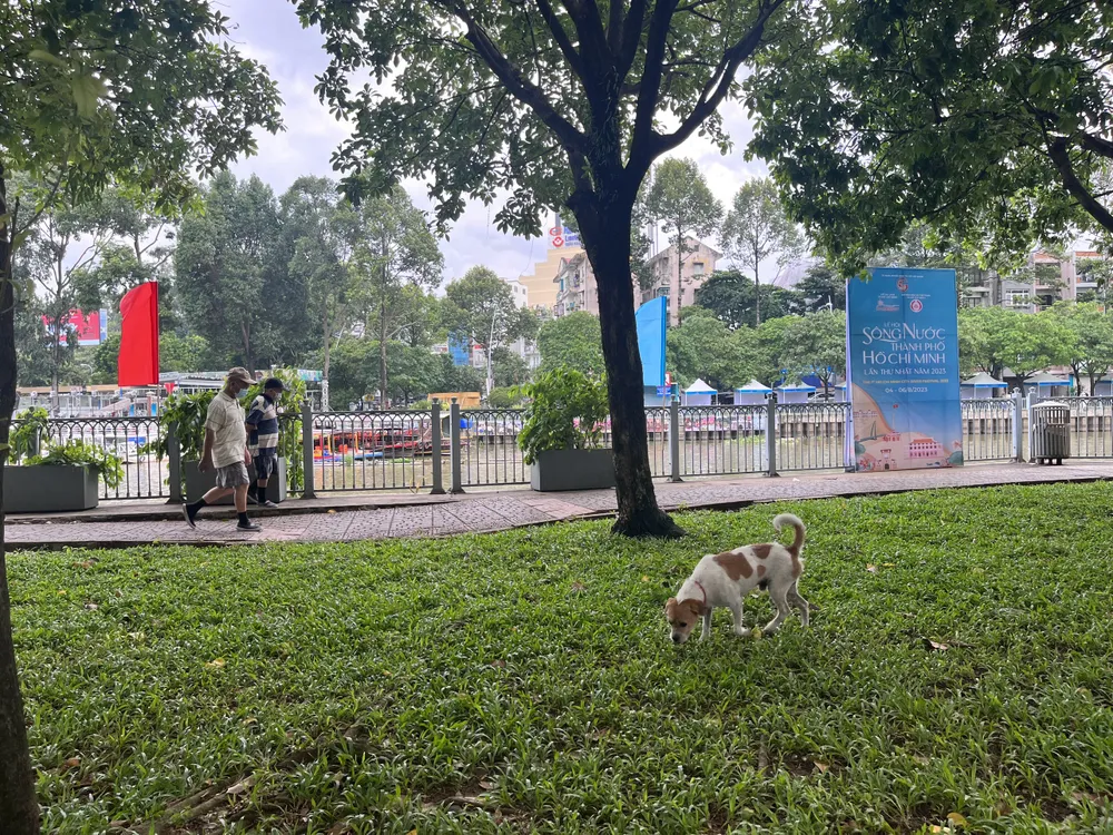 Người đi tập thể dục ở khu vực này sợ nhất gặp phải chó thả rông. Ảnh: KHÁNH TOÀN