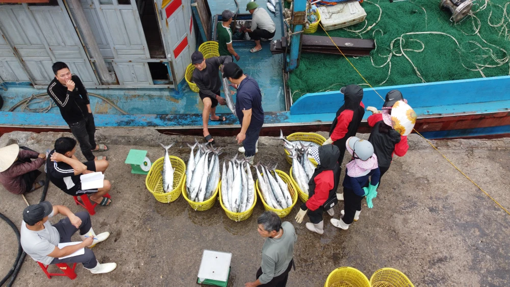 Ngư dân vui mừng sau chuyến ra khơi a6-6.JPG