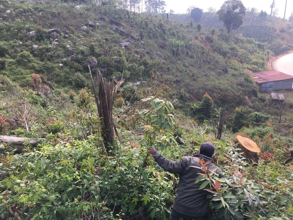 Nhiều cây gỗ có đường kính gốc khoảng 1m bị triệt hạ. Ảnh: VÕ TÙNG Nhiều cây gỗ có đường kính gốc khoảng 1m bị triệt hạ. Ảnh: VÕ TÙNG