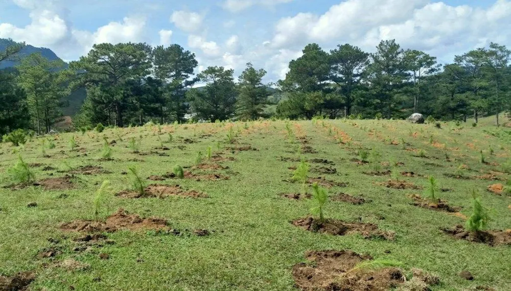 Chủ tịch UBND tỉnh Lâm Đồng chỉ đạo khôi phục ngay hiện trạng rừng bị xâm lấn Chủ tịch UBND tỉnh Lâm Đồng chỉ đạo khôi phục ngay hiện trạng rừng bị xâm lấn