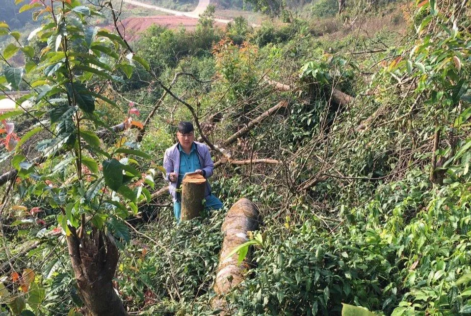 Liên quan đến việc để mất rừng, nhiều đơn vị và cá nhân đã bị xử lý kỷ luật