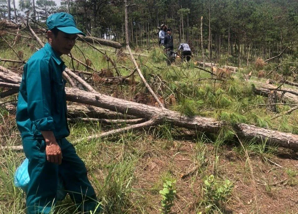 Dư luận tỉnh Lâm Đồng đang quan tâm vụ phá rừng nghiệm trọng này. Ảnh: VT