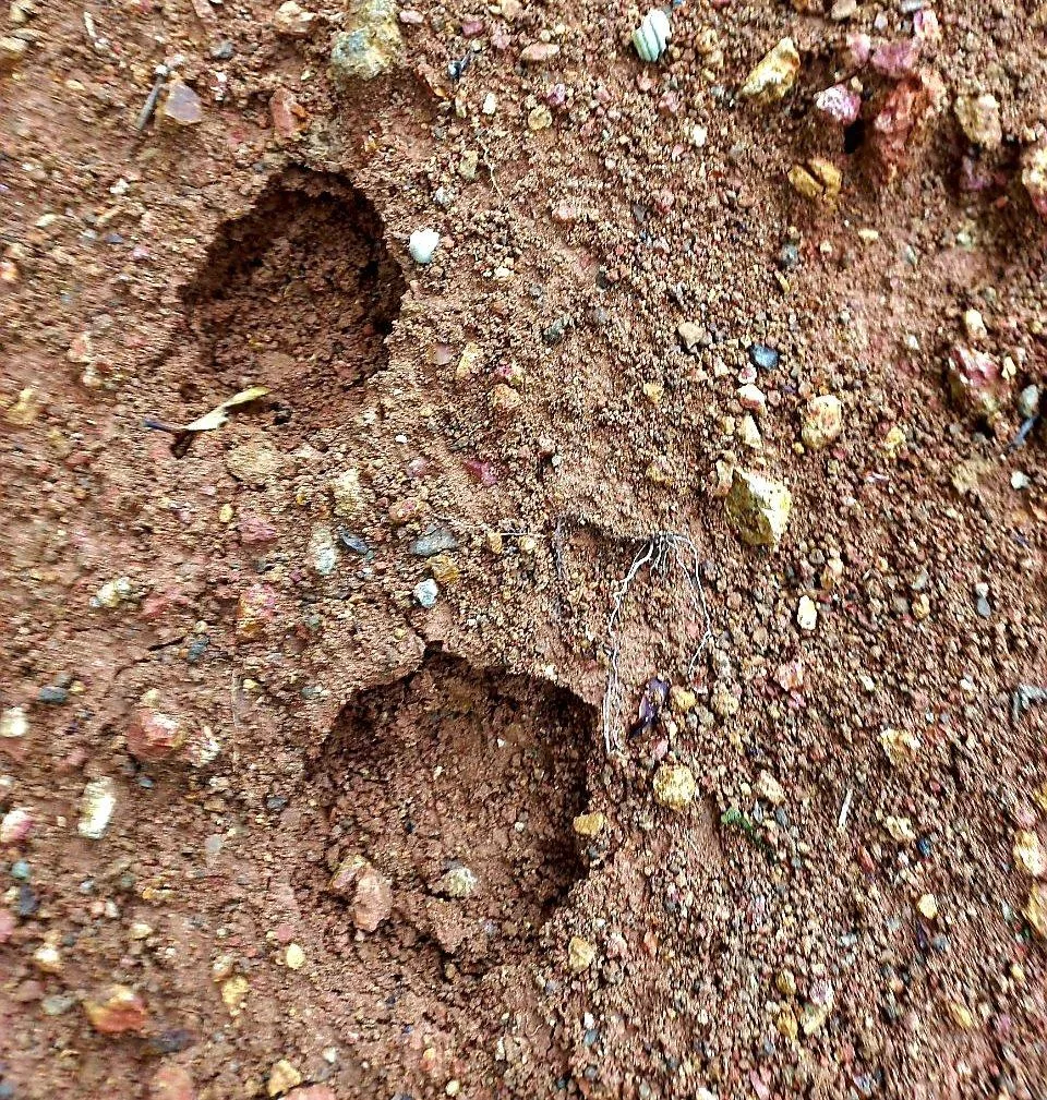 Người dân nghi ngờ dấu chân hổ xuất hiện trong vườn