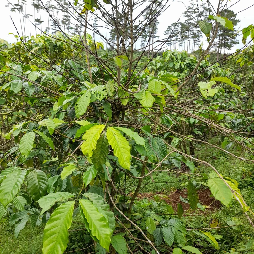 Nông dân trồng cà phê đang đối diện với vụ màu mất trắng.