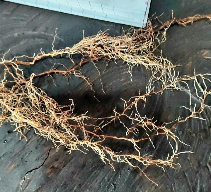 Rễ cà phê cũng bị thối sau khi bón phân Rễ cà phê cũng bị thối sau khi bón phân