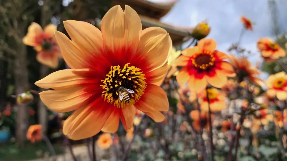 Với ý nghĩa tình yêu vô cùng sâu sắc về sự chung thủy và niềm hạnh phúc trường tồn nên hoa Thược dược thường được dùng để trang trí cho các lễ cưới, lễ đính hôn và hoa cầm tay cho cô dâu.