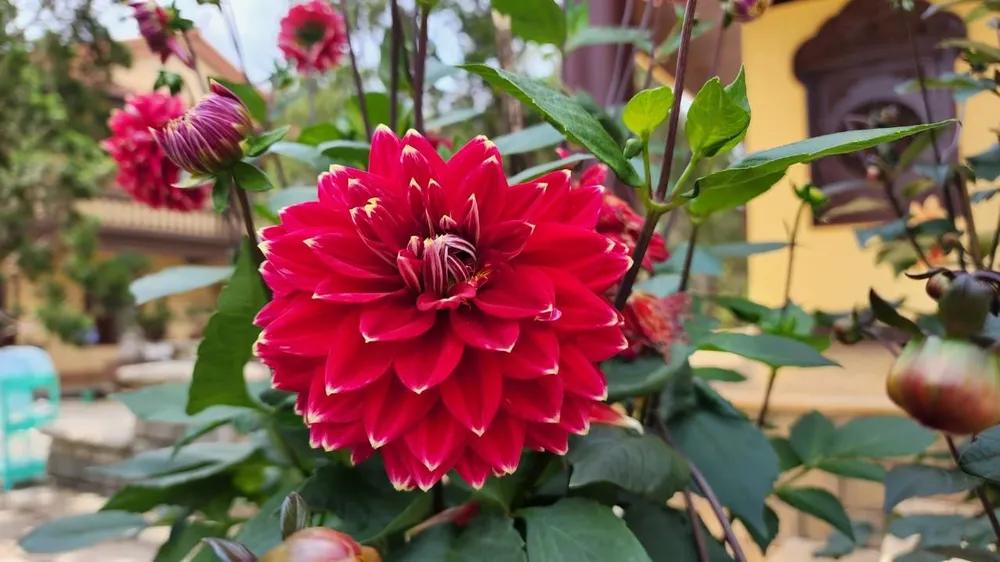 Thược dược đỏ thể nhiện cho sự ngọt ngào trong tình yêu và hạnh phúc vững bền.