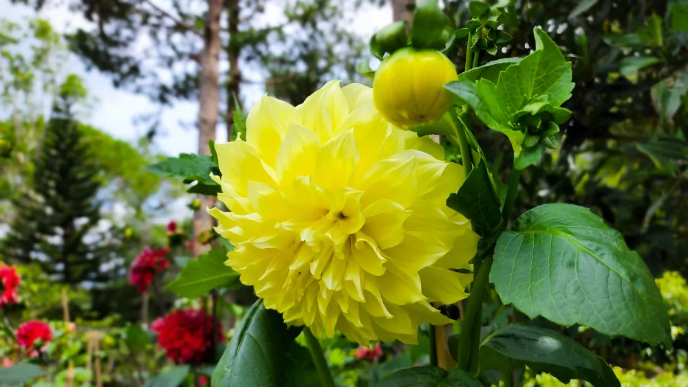 Thược dược vàng biểu hiện cho hạnh phúc bền lâu của các cặp đôi.