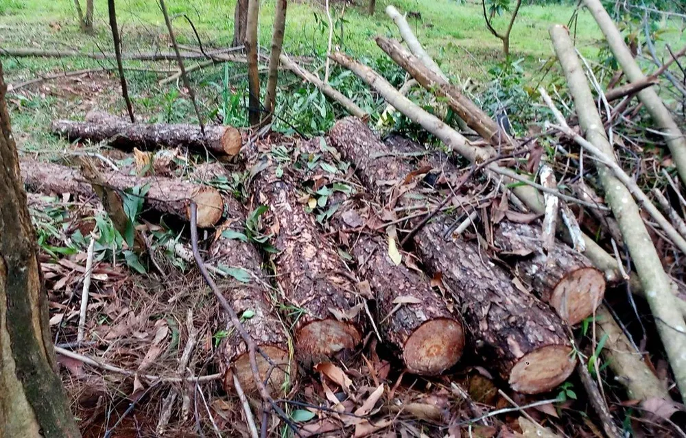 Rừng cộng đồng ở xã Lộc Phú liên tiếp bị xâm hại. Ảnh: VT