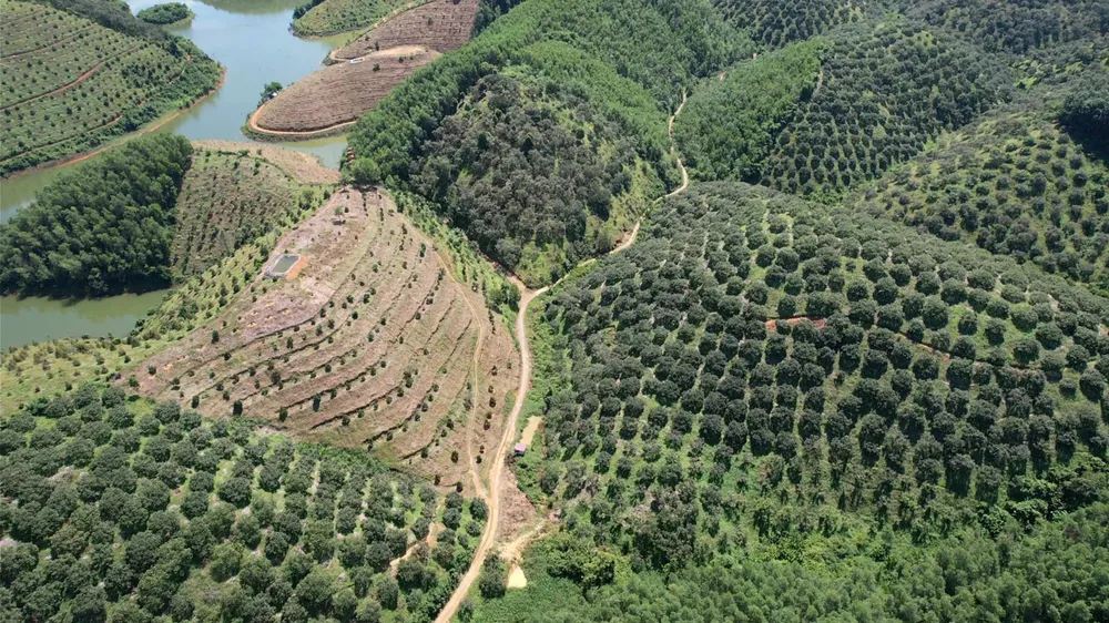 Nhiều diện tích người dân sản xuất nông nghiệp ổn định nhiều năm nhưng chưa được ra khỏi quy hoạch ba loại rừng Ảnh VÕ TÙNG