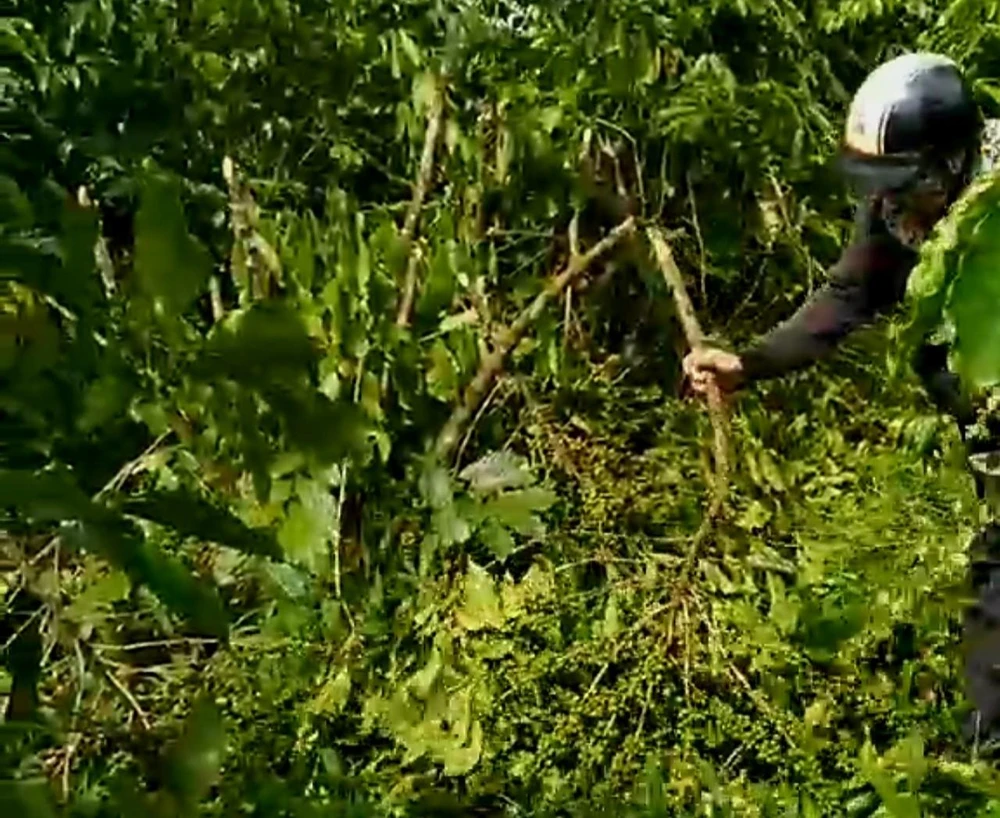 Vườn cà phê trĩu quả đang chờ thu hoạch bị chặt nằm ngổn ngang dưới đất. Ảnh: NVCC