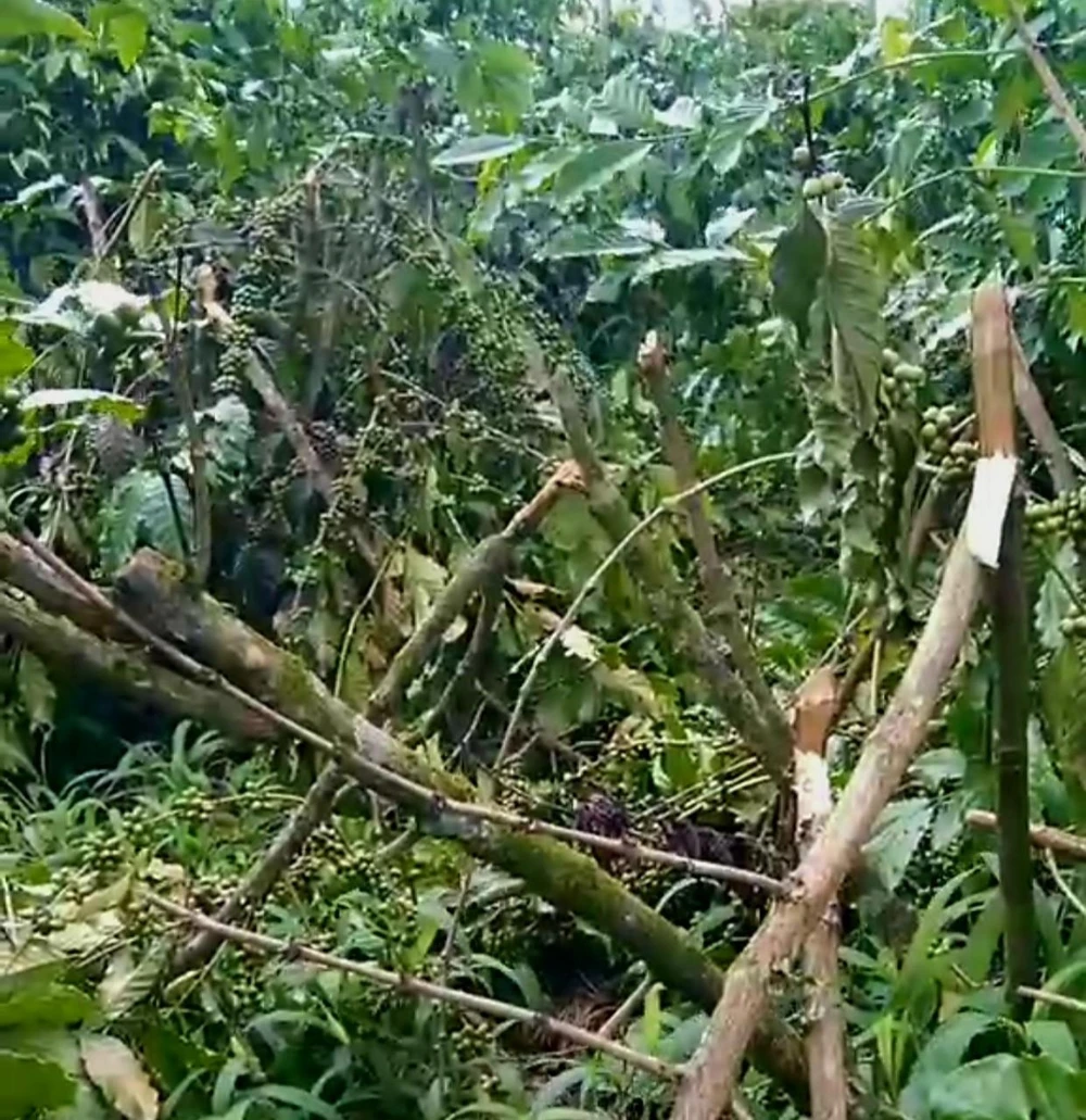 61 cây cà phê 9 năm tuổi đang thu hoạch bị chặt ngang. Ảnh: NVCC