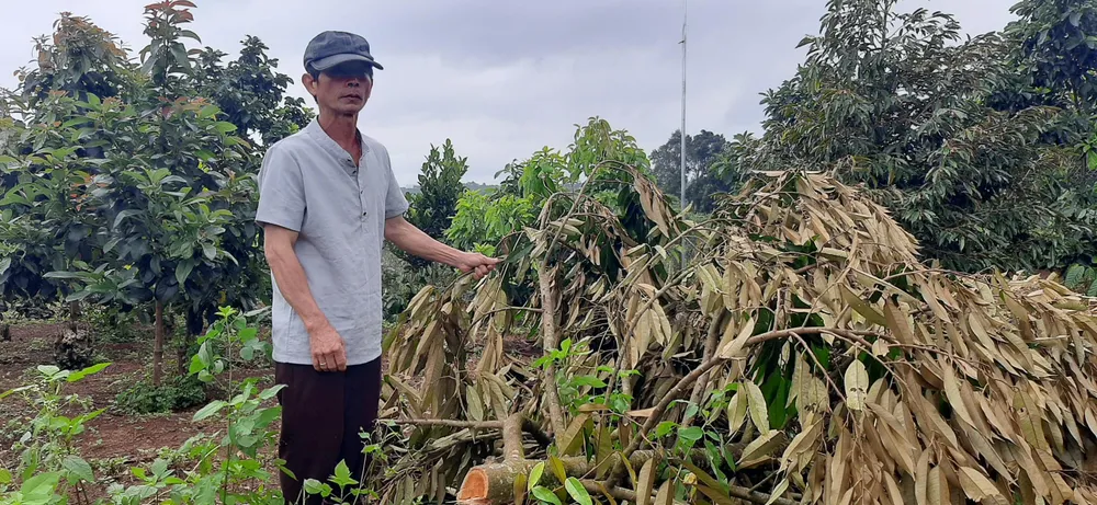 Vườn sầu riêng đang cho thu hoạch mùa thứ 2 đã trở thành đống củi. Ảnh: H.Y Vườn sầu riêng đang cho thu hoạch mùa thứ 2 đã trở thành đống củi. Ảnh: H.Y