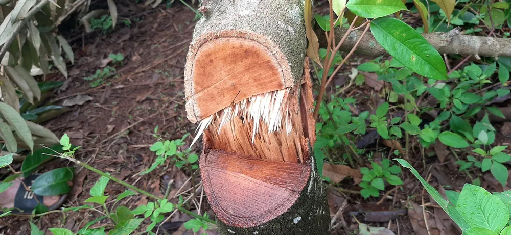 Cây sầu riêng 6 năm tuổi của bà Chi bị em ruột phá hủy Ảnh H.Y Cây sầu riêng 6 năm tuổi của bà Chi bị em ruột phá hủy Ảnh H.Y