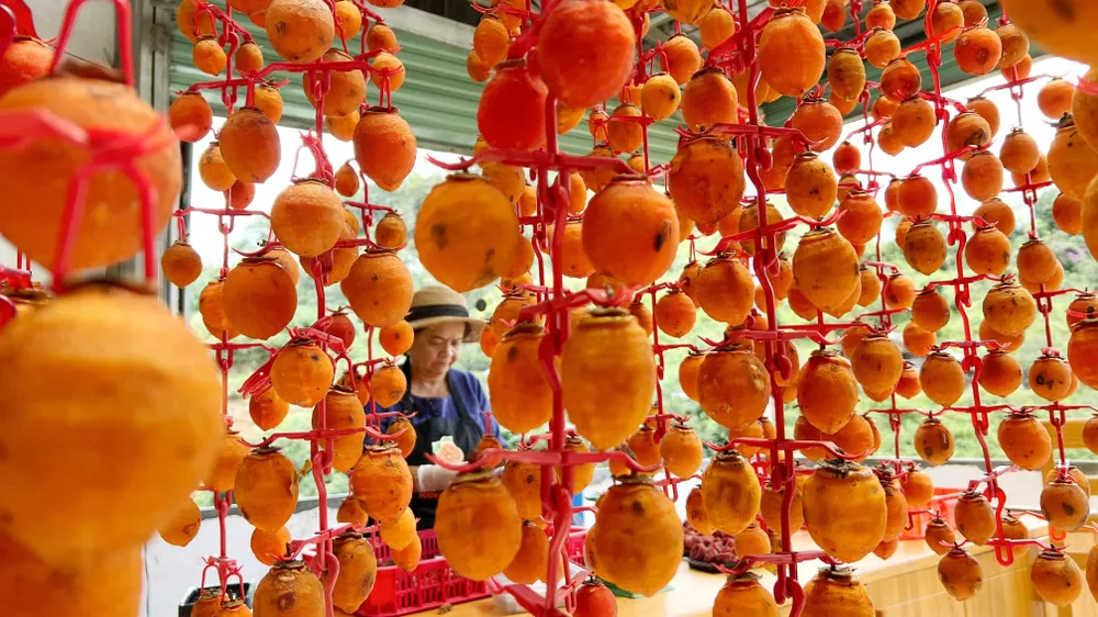 Hồng treo gió chế biến theo công nghệ tiên tiến từ Nhật Bản. Ảnh: VÕ TÙNG