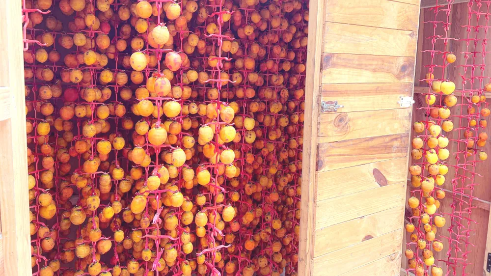 Hồng treo Đà Lạt hay còn gọi là hồng treo gió, hồng sấy gió Đà Lạt. Ảnh: VÕ TÙNG