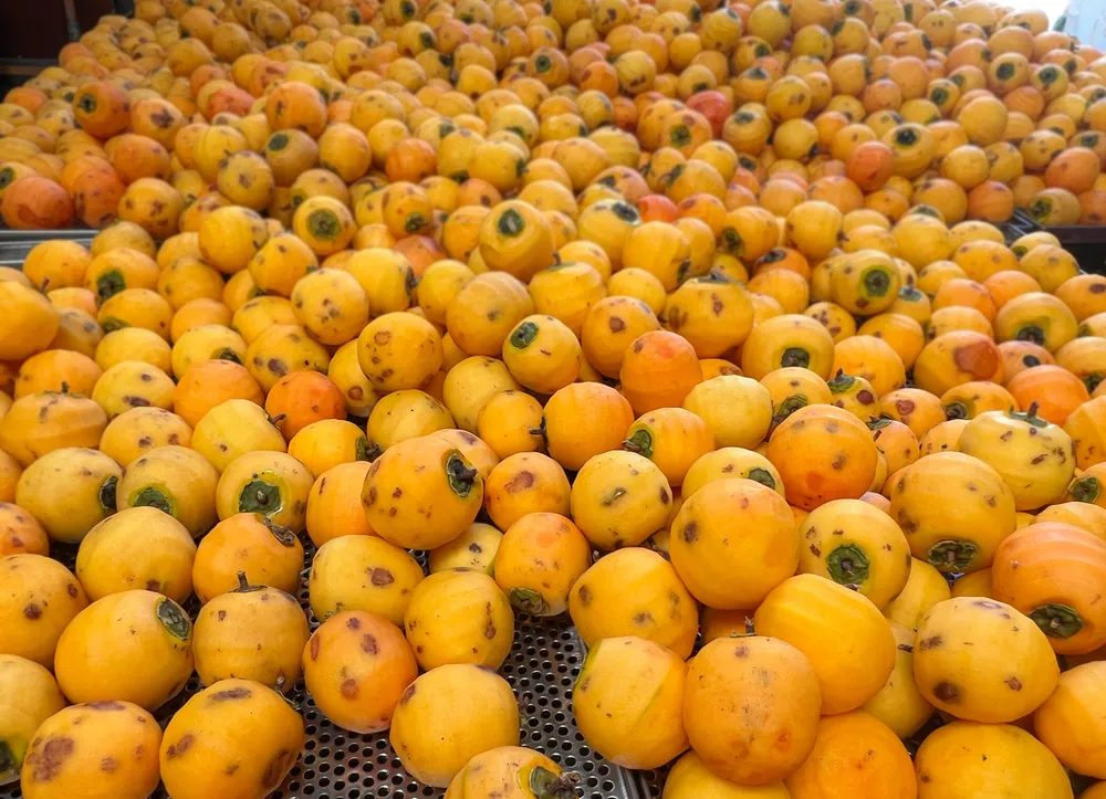 Tính cả thời gian làm hồng sấy và 10 năm làm hồng treo, cô Vân và gia đình đã có 38 năm gắn bó với loài quả ngon ngọt, đặc trưng của TP ngàn hoa. Ảnh: VÕ TÙNG