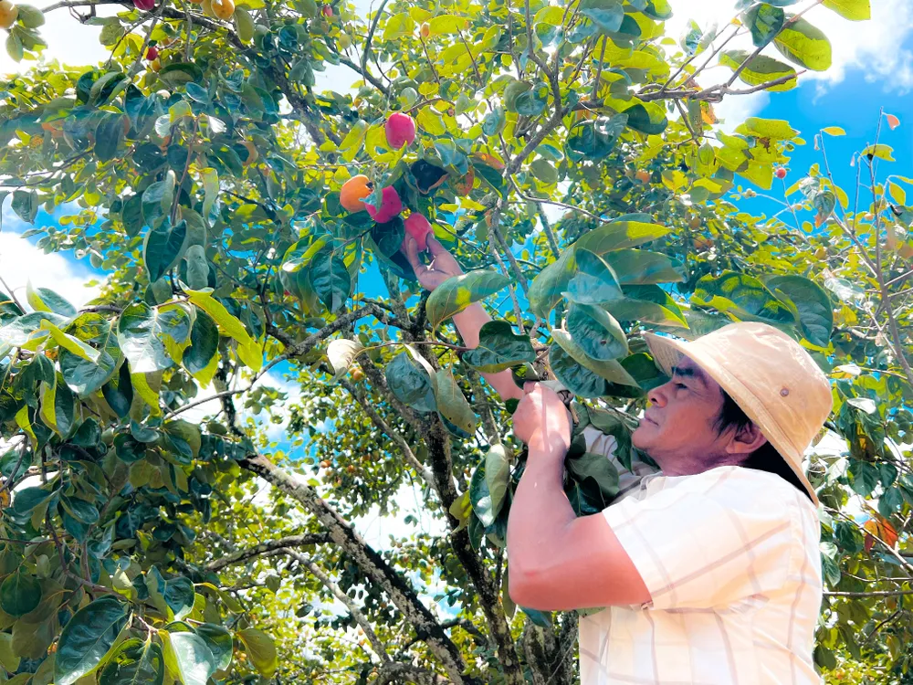 38 năm gắn bó với cây hồng trên cao nguyên Lâm Viên, bà Đặng Thị Thu Vân và nhiều nông dân làm hồng treo gió đã góp phần lưu giữ những ký ức đẹp đẽ trong lòng du khách khi đến với thành phố ngàn hoa. Ảnh: VÕ TÙNG