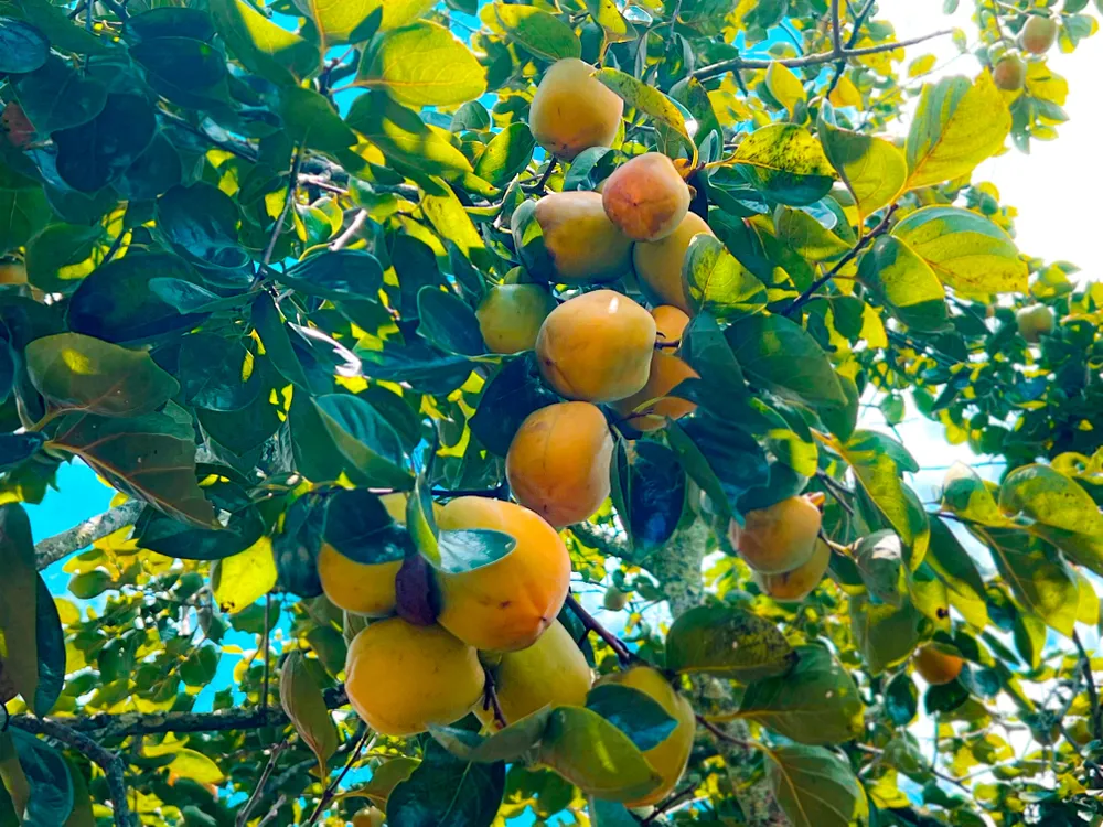 Hiện nay, người trồng hồng áp dụng các chăm sóc của người Nhật khi cắt bỏ đọt, loại bỏ cành dại, cành không đạt giúp cây hồng tạo tán, thấp cây. Ảnh: VÕ TÙNG