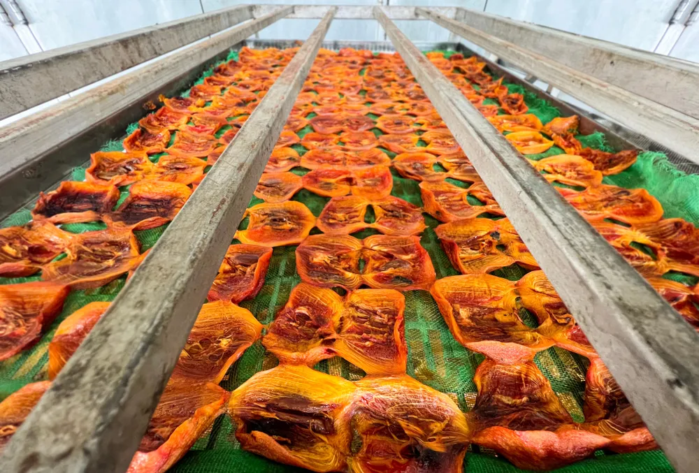 Hiện nay hồng treo gió không đủ sản lượng để xuất khẩu vì thời tiết hay thay đổi đột ngột, khi treo trái hồng gặp thời tiết thay đổi, độ ẩm cao khiến hồng rất dễ hư. Chính vì vậy mà người dân không thể làm nhiều mà chỉ sản xuất đủ để tiêu thụ trong nước. Ảnh: VÕ TÙNG