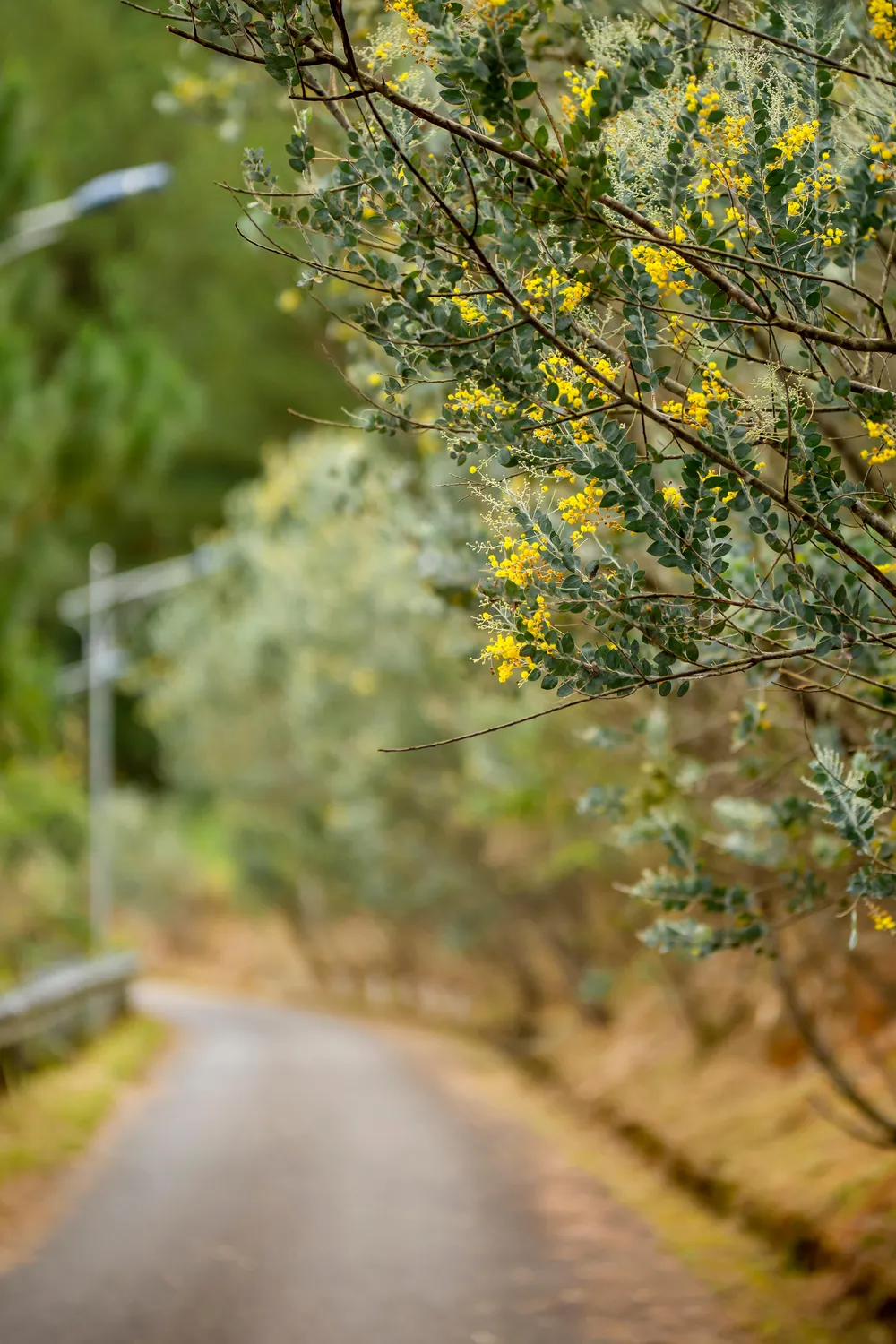 Mimosa có tên khoa học là Acacia Podalyriaefolia Cunn Mimosaceae.