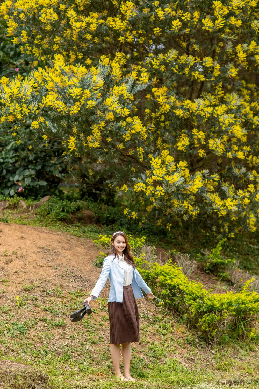 Mimosa là một loài cây hoang dã, thường mọc và phát triển trong rừng hoặc ven đường. Mimosa được người yêu hoa xem như loài hoa tượng trưng cho sự khắc khổ, chịu đựng.