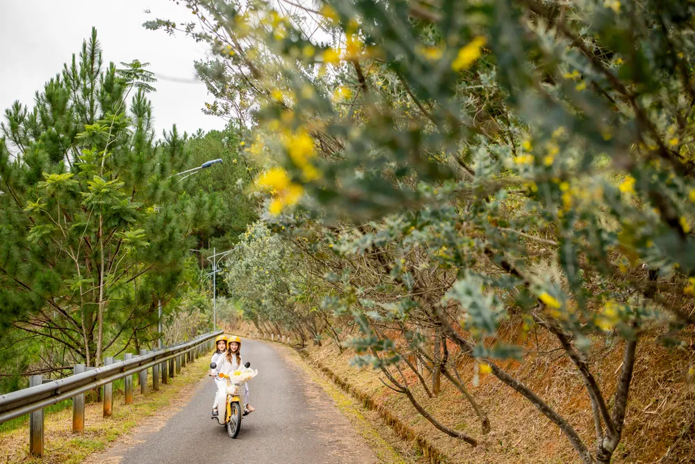 Khi những cơn mưa trên cao nguyên Lâm Viên thưa dần, nhiều bạn trẻ đã nhanh chóng tìm cho mình những bộ ảnh, những khoảnh khắc vô cùng tươi đẹp bên những rặng Mimosa vàng rực.