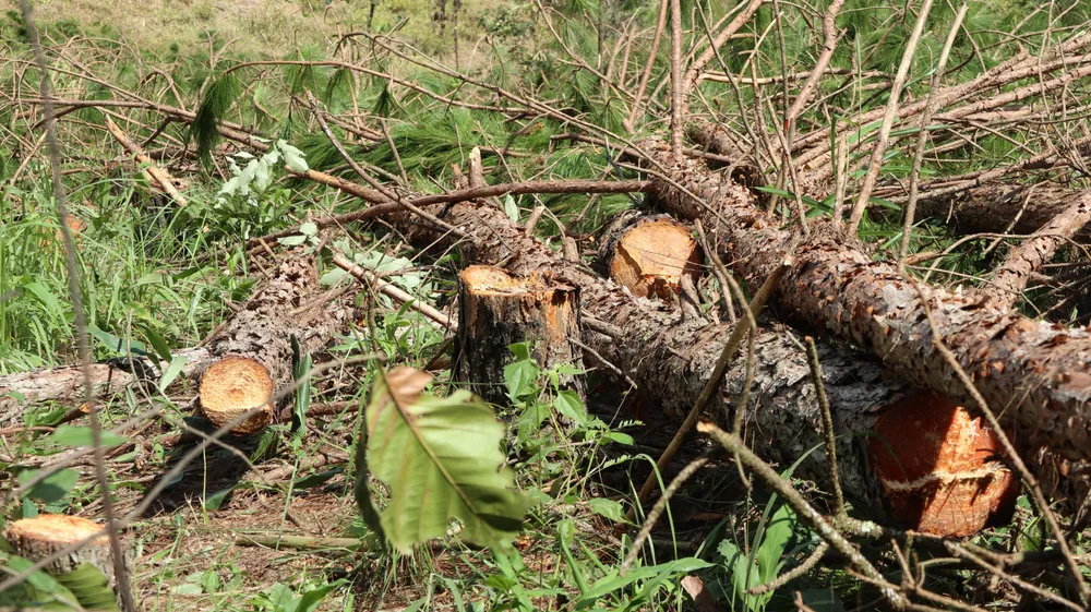 Lâm tặc triệt hạ thông để chiếm đất. Ảnh VT Lâm tặc triệt hạ thông để chiếm đất. Ảnh VT