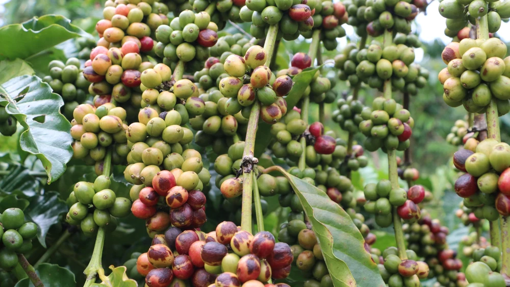 Hiện cà phê tươi được thu mua tại vườn có giá là 9.200 đồng/1kg còn giá cà phê nhân xô (Robusta) là 48.000 đồng/1kg. Nhiều chủ vườn phấn khởi vụ mùa năm nay, người dân Lâm Đồng không chỉ được mùa mà còn được cả giá. Ảnh: VÕ TÙNG